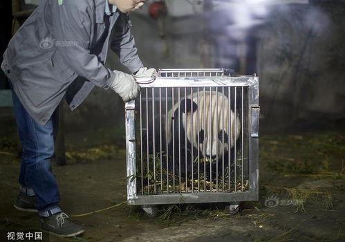 网红熊猫搭飞,萌宠跨界之旅