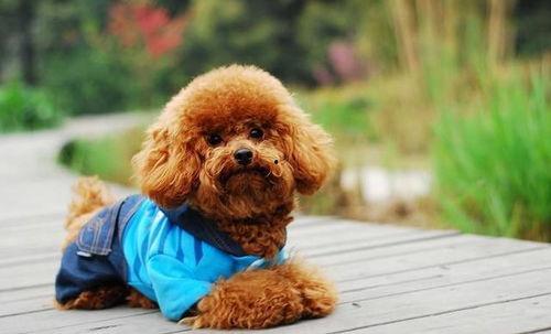 小泰迪房间爆料视频