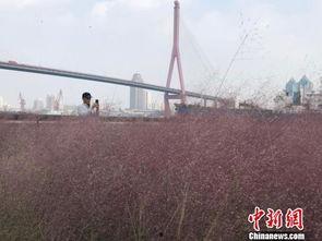 粉黛乱子草上海网红地,粉黛乱子草花海，浪漫秋日限定美景