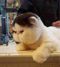 明星养加菲猫,加菲猫的明星生活揭秘