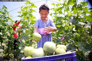 北美吃瓜铺,揭秘北美娱乐圈的幕后故事