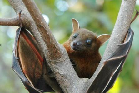 蝙蝠苍蝇大明星,大明星的奇幻之旅